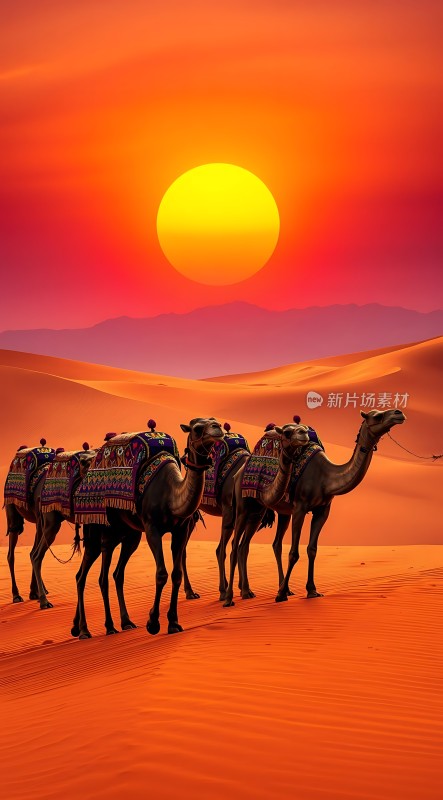 沙漠驼队日落行