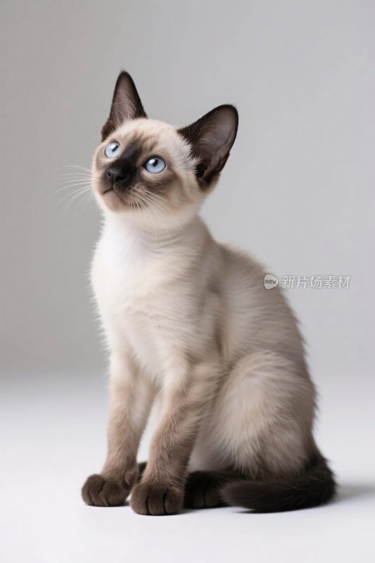 暹罗猫小猫写真