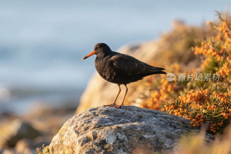 鸟类栖息自然风景