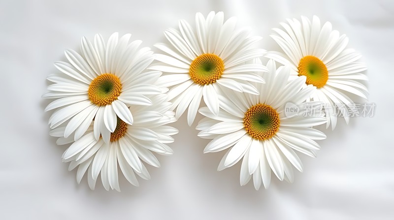 白色雏菊绽放清新自然之美