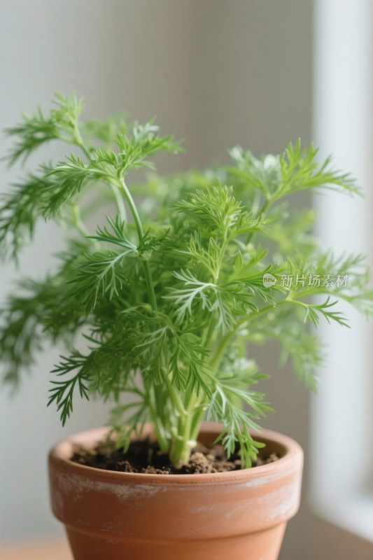 盆栽植物盆钵展示