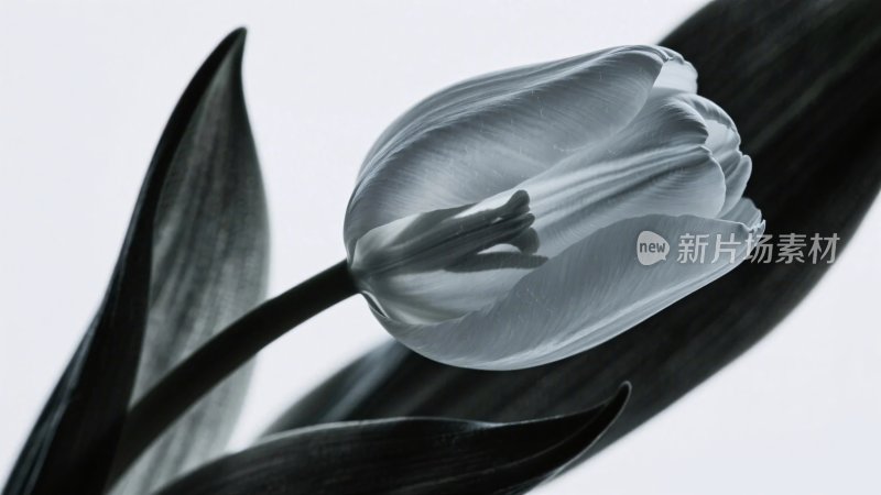 黑白郁金香插画