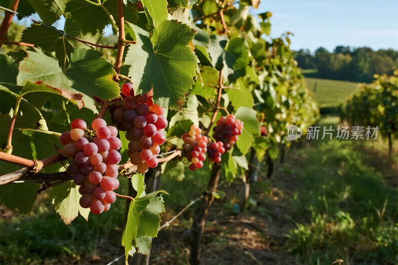 葡萄园葡萄枝头