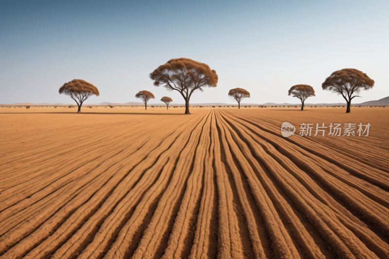 树木和犁过的田地的田地高清风景图片