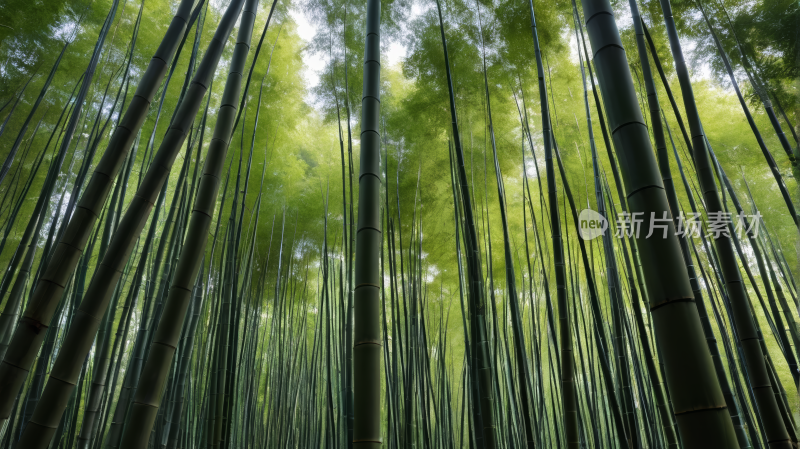 森林里的竹树高清风景图片