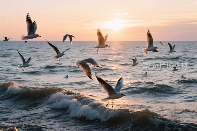海面上飞翔的海鸥与落日
