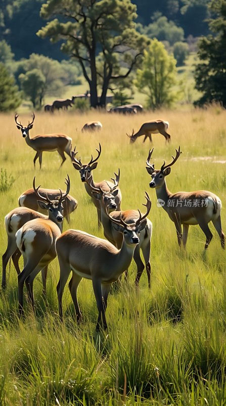鹿群在绿草如茵的原野上悠闲觅食