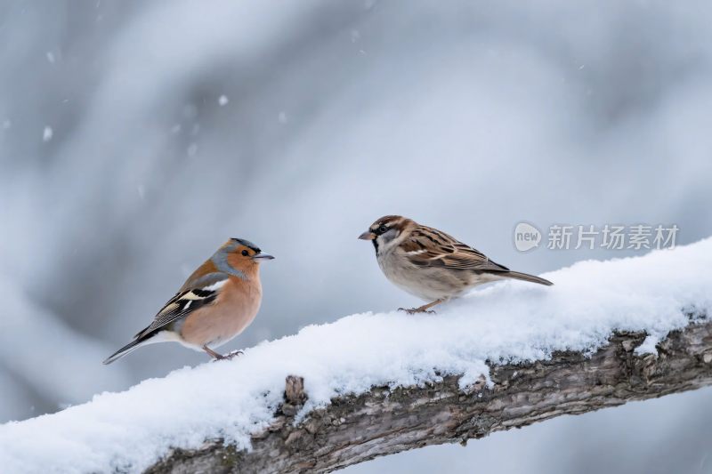 雪地中小鸟栖息