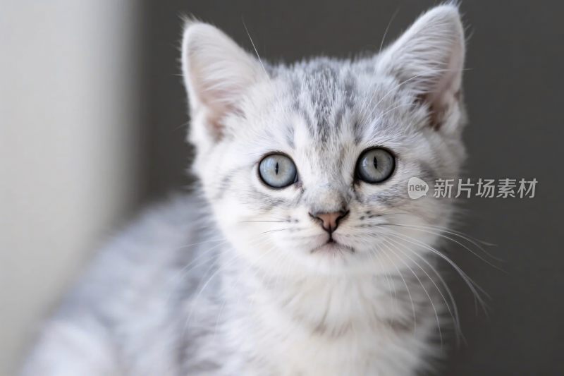 小猫特写照片