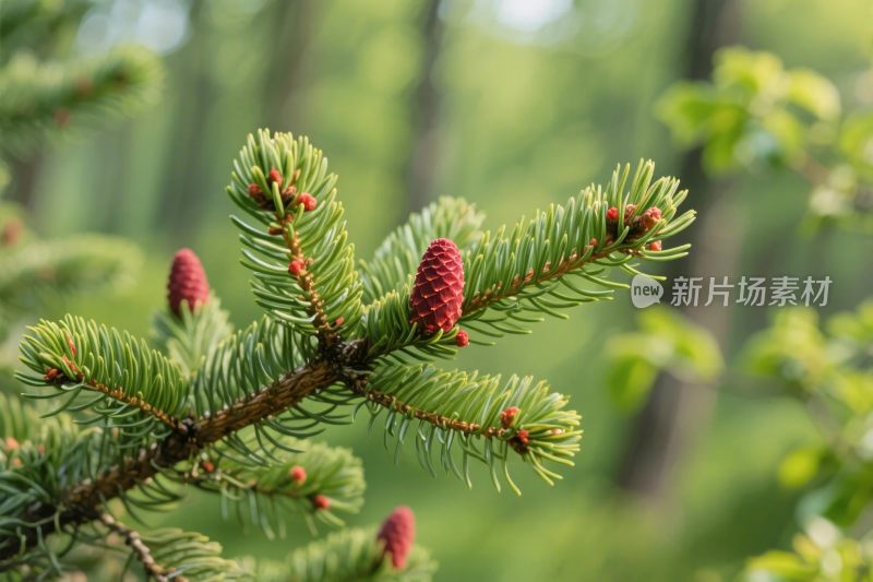 松枝松果自然风景