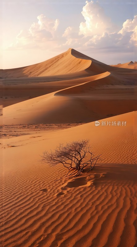 金色沙丘上的坚韧生命