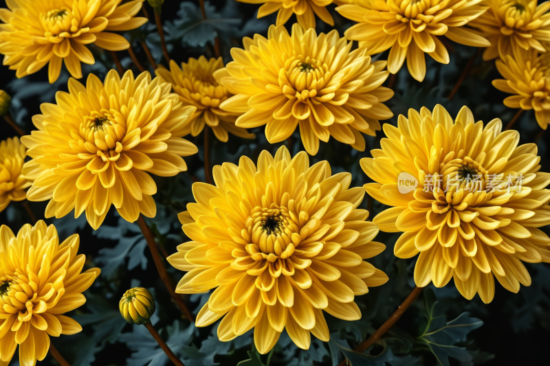 黄色的花朵开在叶子呈深绿色的田野里背景