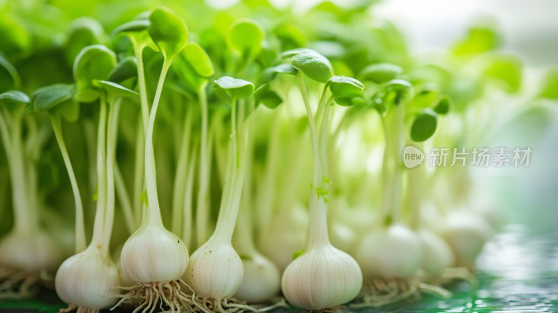 芽苗菜根系特写