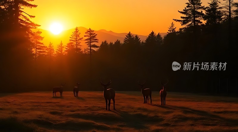 日出时分的鹿群剪影