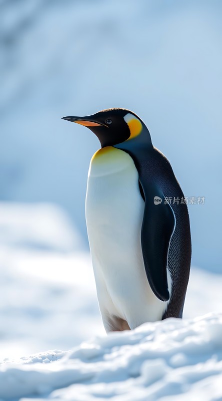 南极雪地上的帝企鹅
