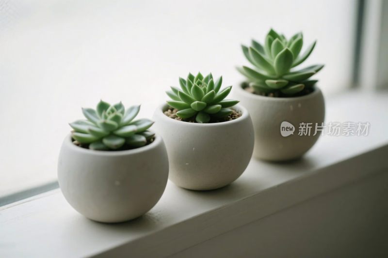 窗台多肉植物容器