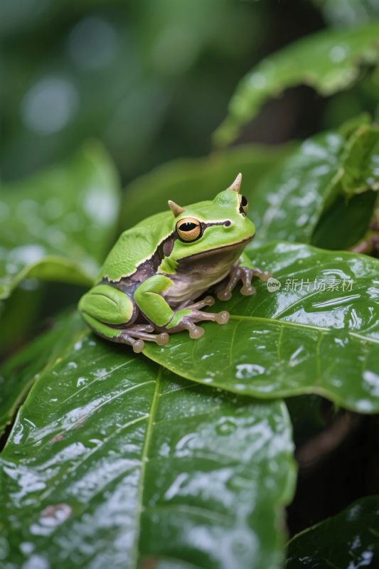 绿色青蛙栖息在叶片上