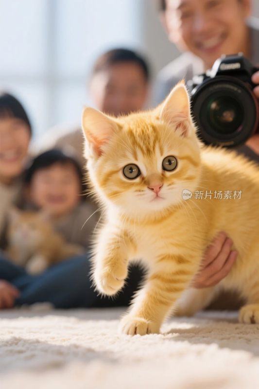 温馨小猫摄影画面
