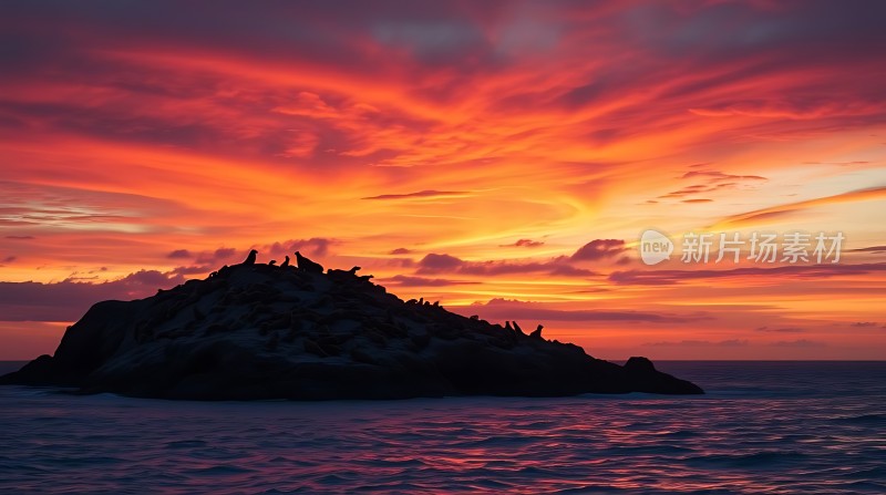 日落下的海豹群