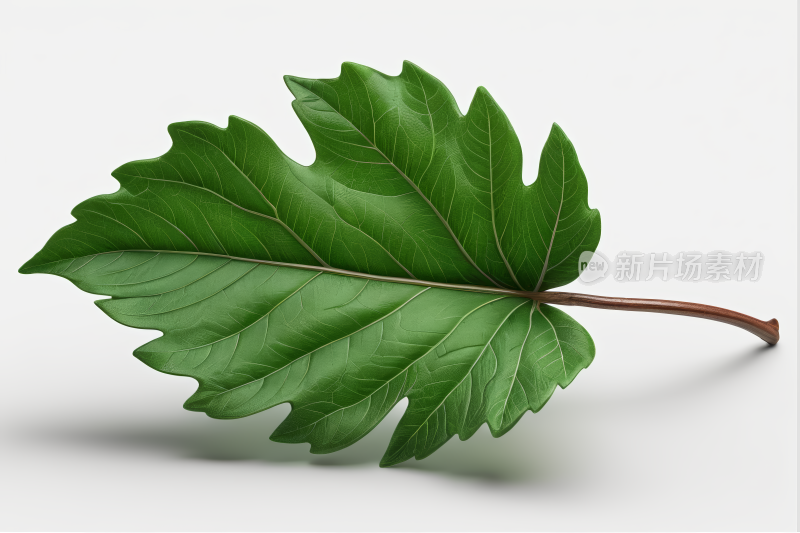 白色背景一片叶子高清图片