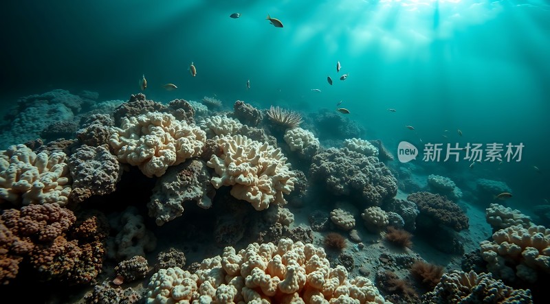 阳光下的海底世界