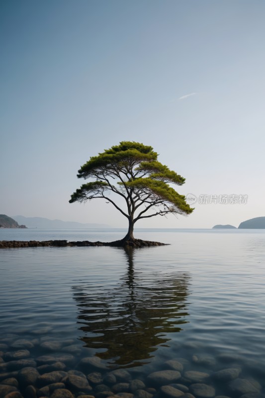 水中央的一个小岛上一棵孤树图片