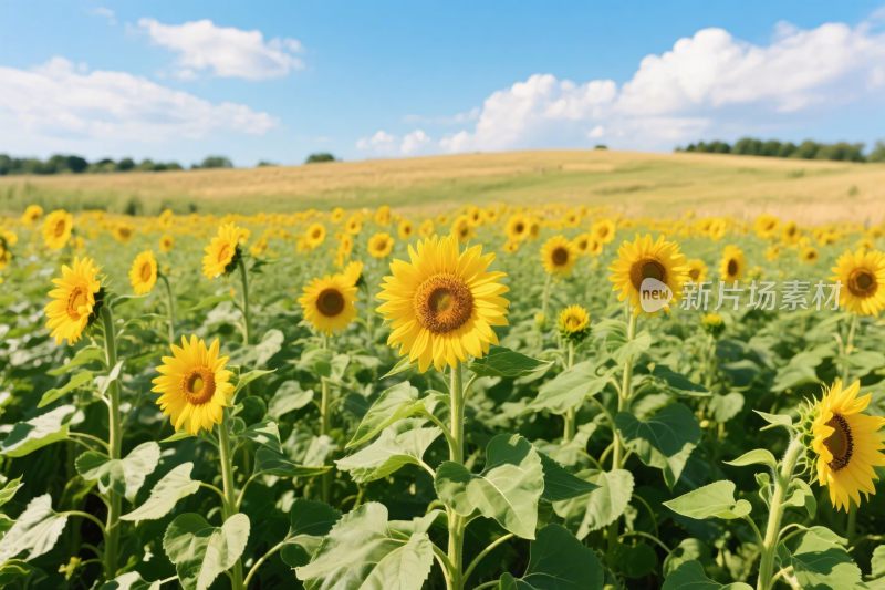向日葵田园风景