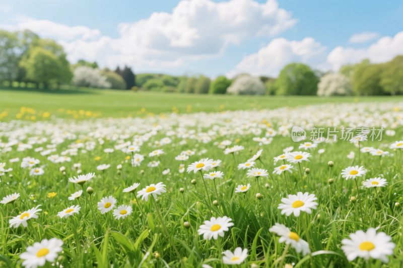 雏菊草地风景图