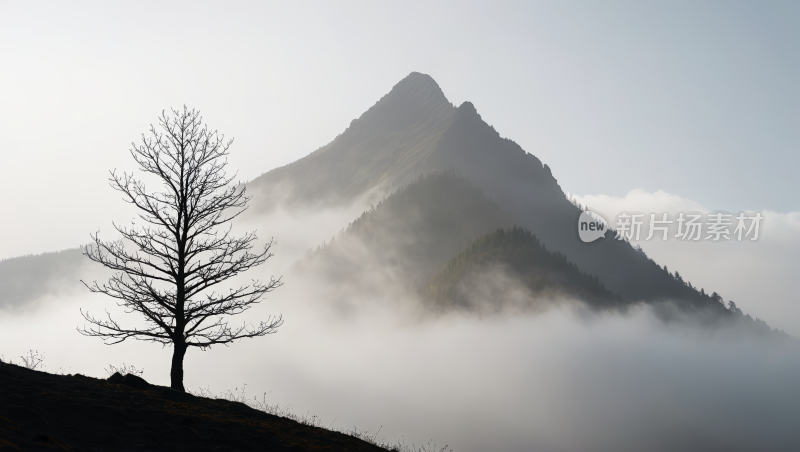 雾山中的一棵孤树高清风景图片