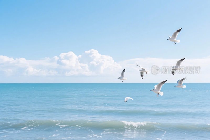 海鸥飞翔海边风景