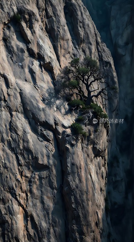 悬崖上的坚韧生命