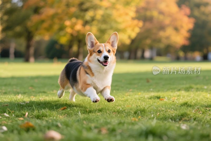 柯基犬户外奔跑