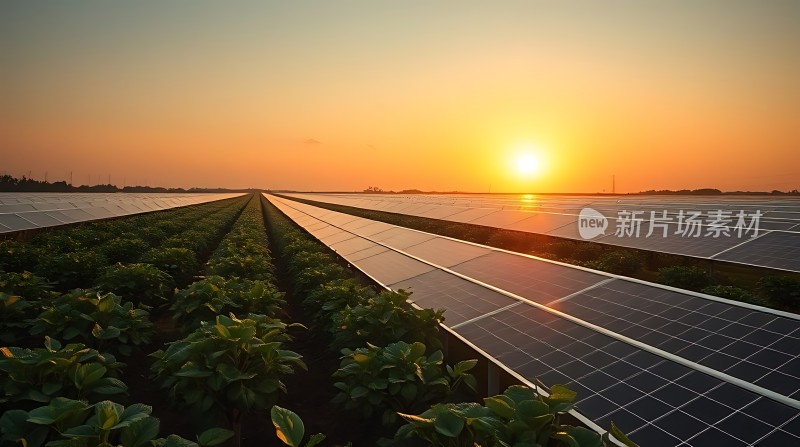 阳光下的绿色能源梦想