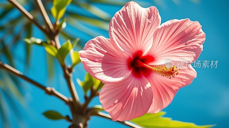 蓝天下的粉红花朵绽放