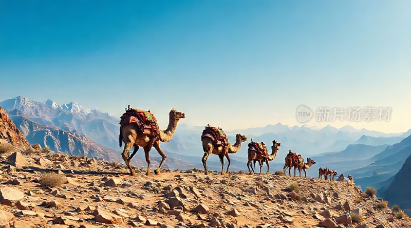 驼队行进在山脊上