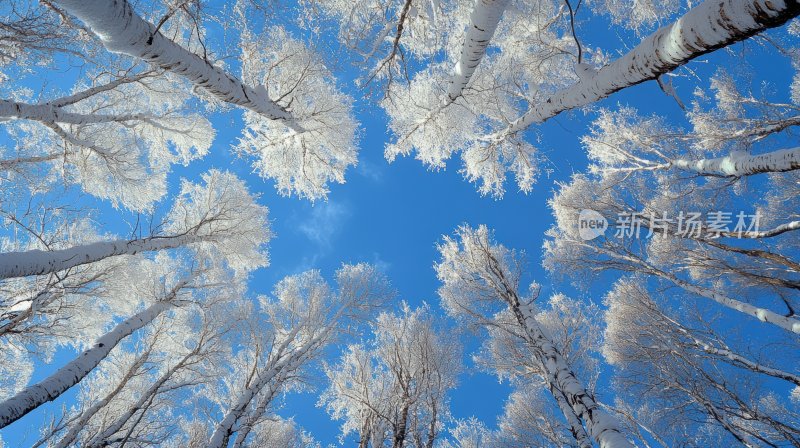 冬天树林冬季风景冬日雪景风光