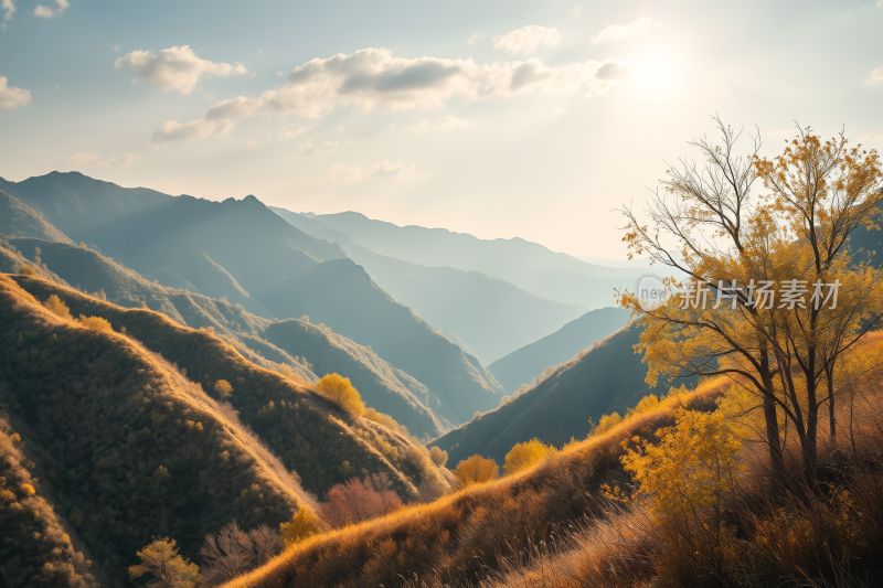 山上有几棵树前景是几棵灌木丛高清图片