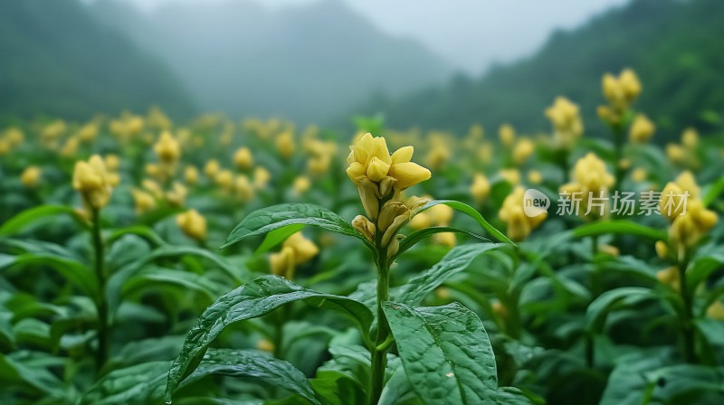 高山黄姜