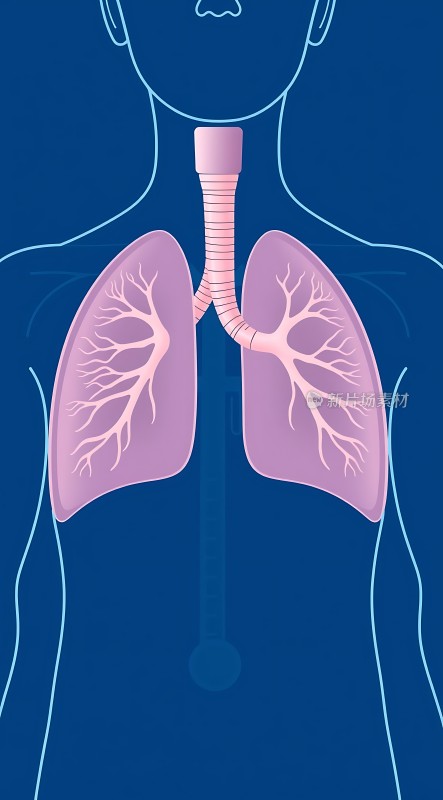 肺部呼吸系统解剖图
