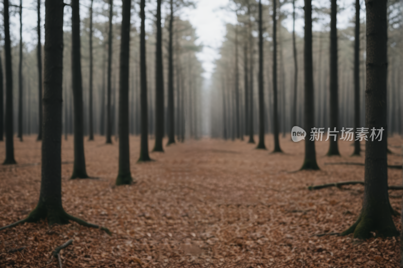 森林的图有许多树木和树叶风光风景图片