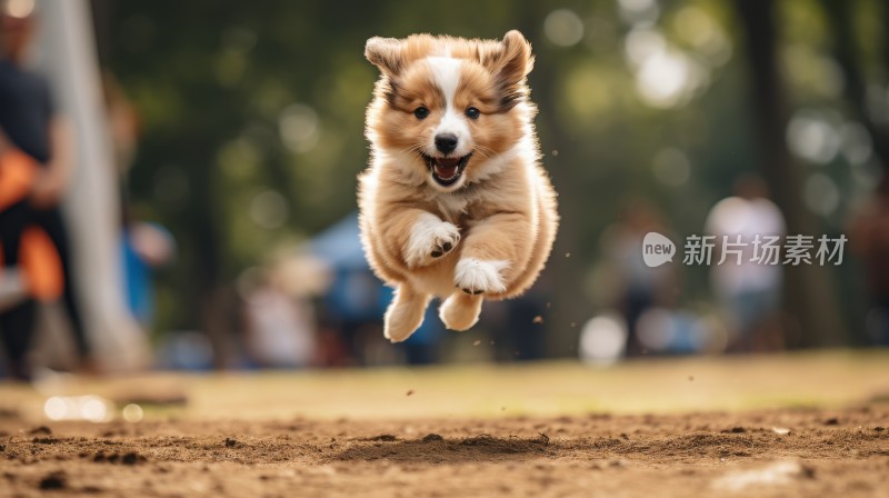 奔跑跳跃飞跃的可爱小狗金毛幼犬