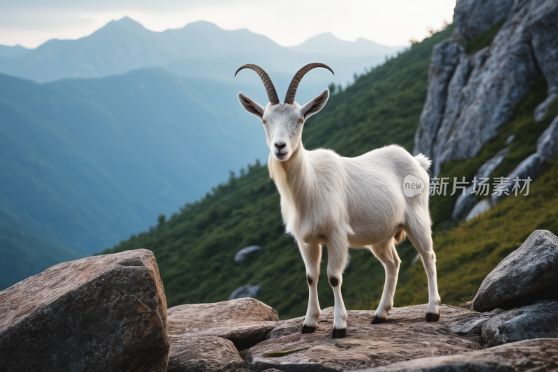 岩石上矗立着一只山羊山脉高清图片