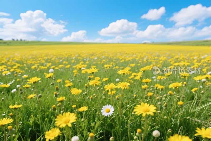 郊外野花草地风景