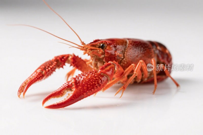 小龙虾特写图