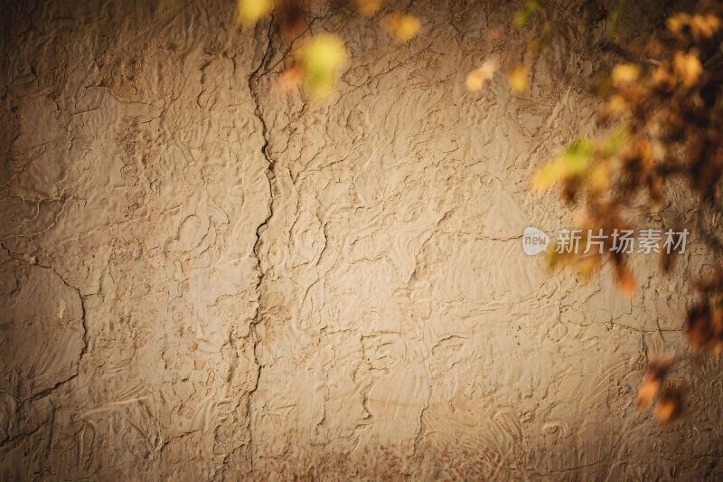 墙面纹理植物背景