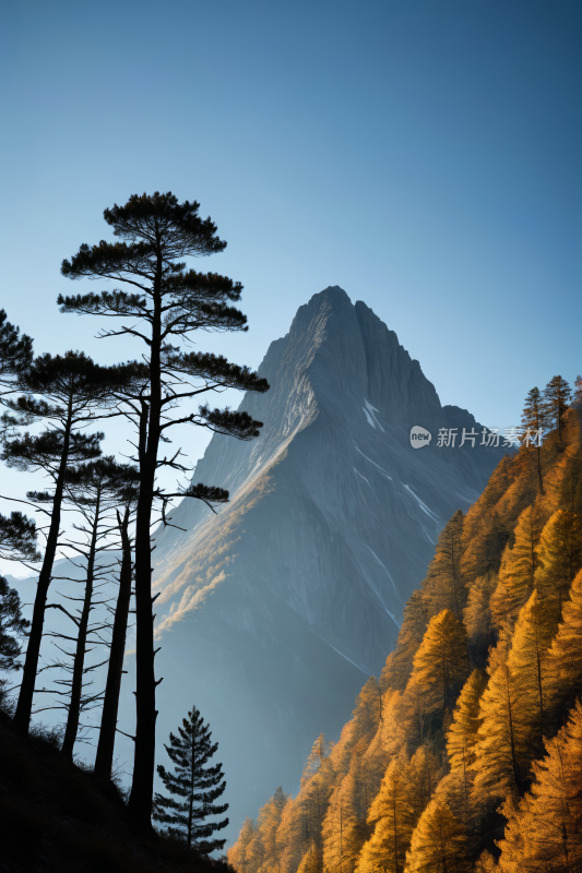 山有树高山清风景图片