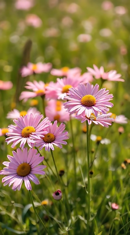 阳光下的粉色小花