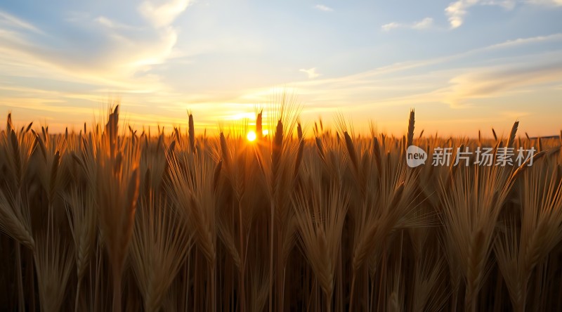 金色麦浪映夕阳