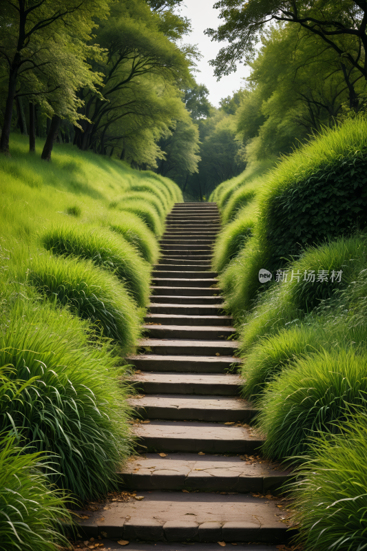 草地上的一组楼梯特写高清风景图片