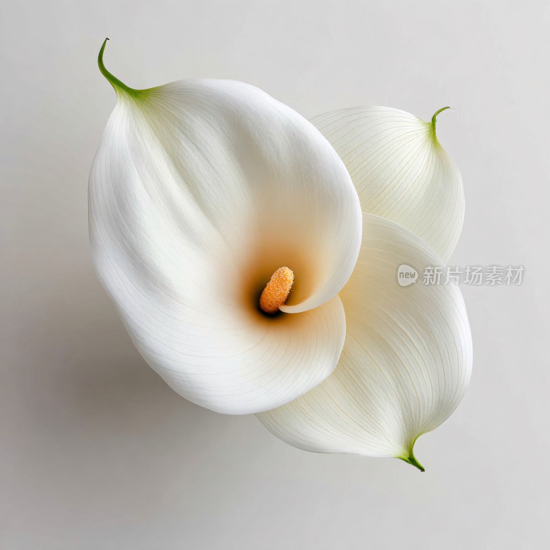 两朵白色马蹄莲特写